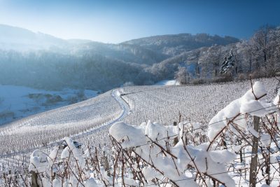 Snowy Vineyards