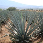mezcal
