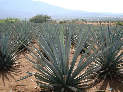 mezcal