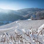Snowy Vineyards